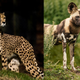 Illustration for article titled Lions and Cheetahs Are Dancers in Africas Carnivorous Ballet